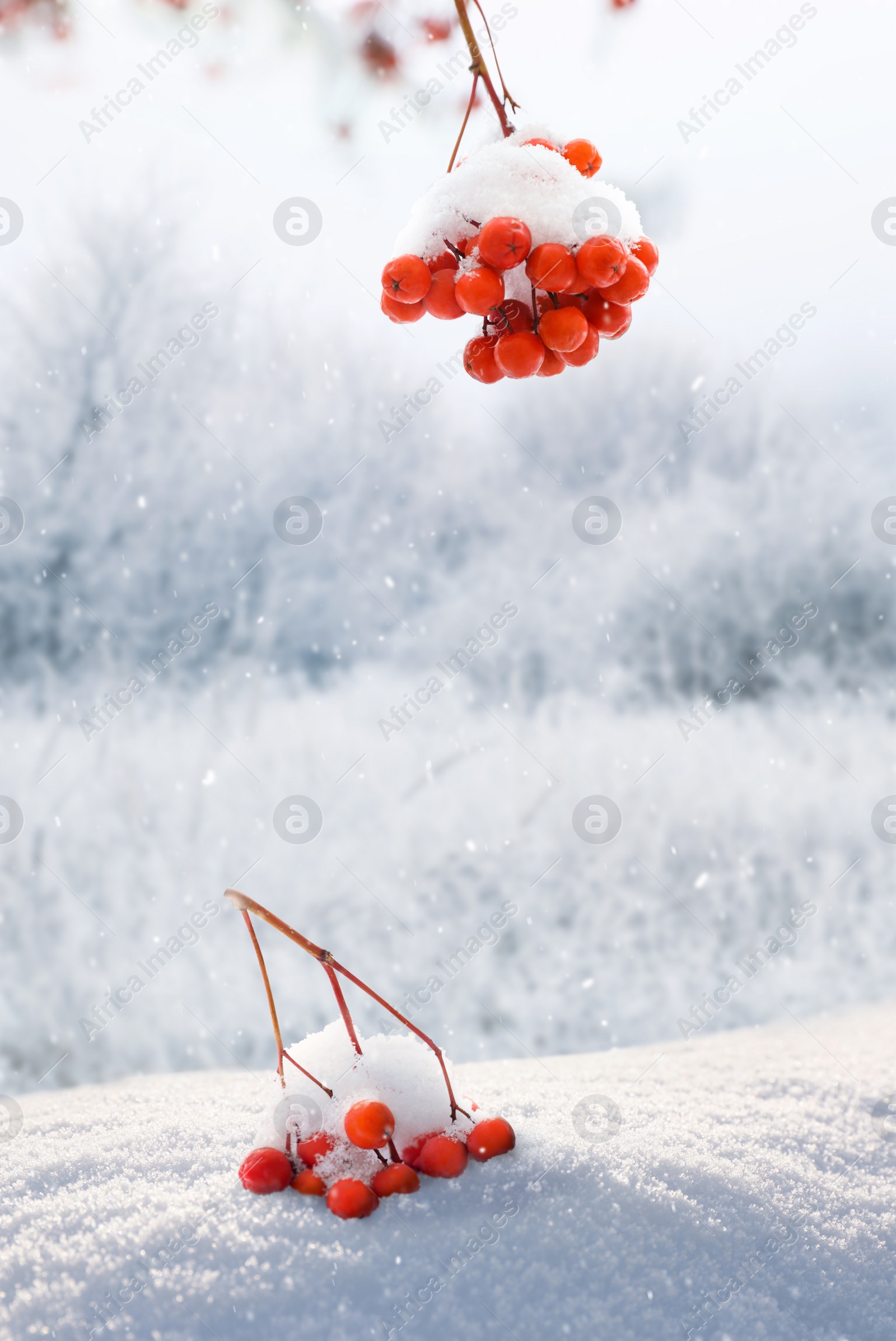 Image of Berries on rowan tree branches covered with snow outdoors