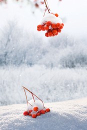 Image of Berries on rowan tree branches covered with snow outdoors