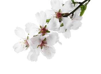 Photo of Tree branch with beautiful blossoms isolated on white. Spring season