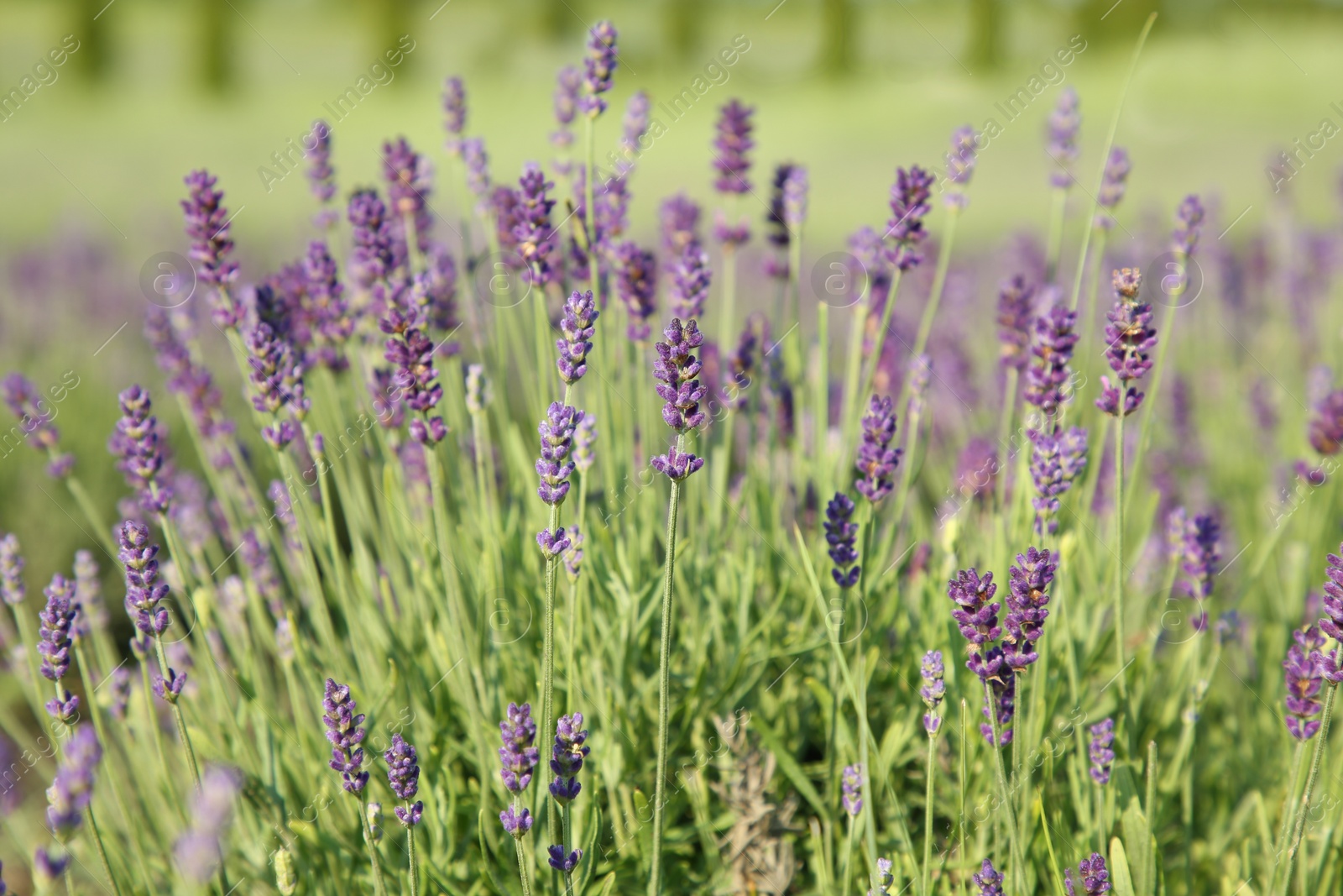 Photo of Beautiful blooming lavender growing in field, closeup