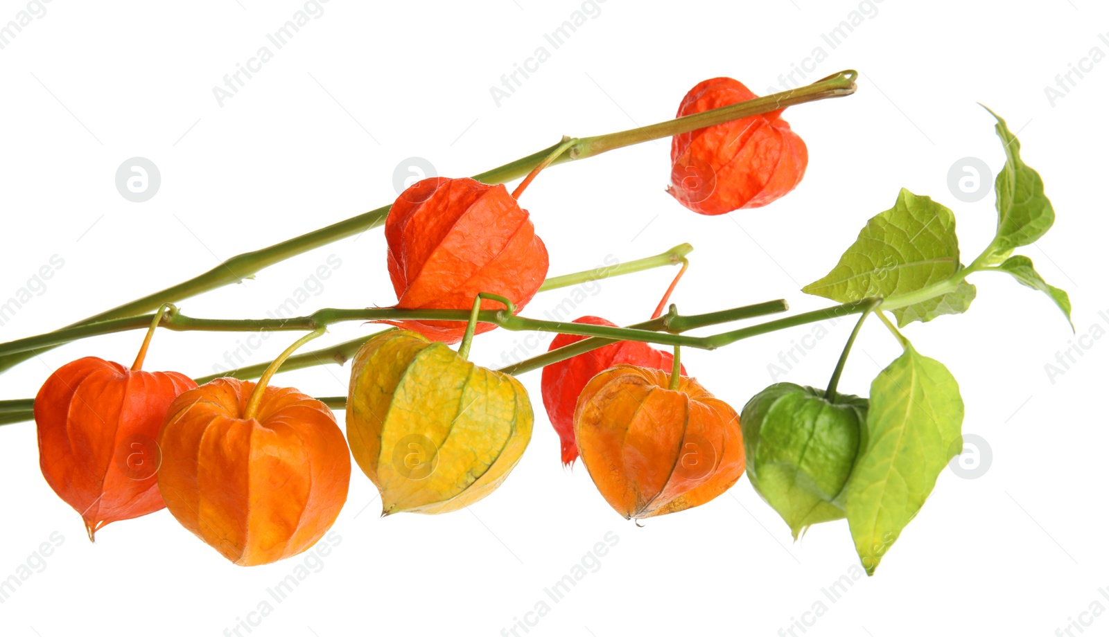 Photo of Physalis branches with colorful sepals on white background