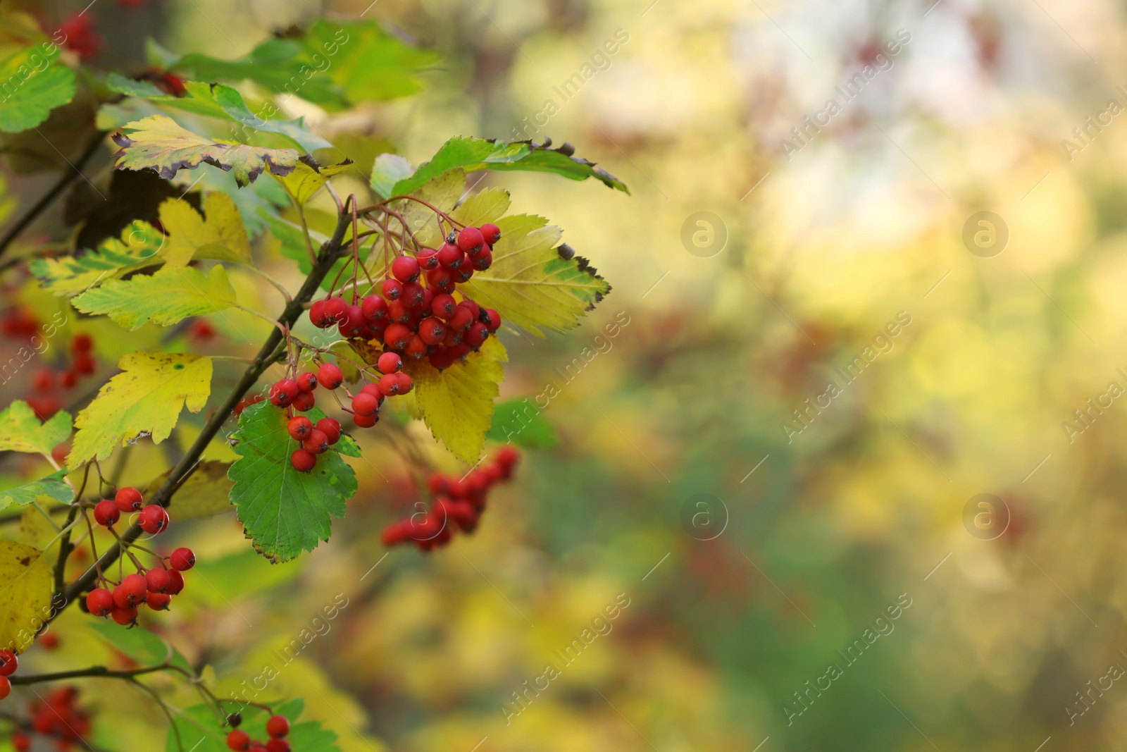 Photo of Rowan tree branches with red berries outdoors, space for text