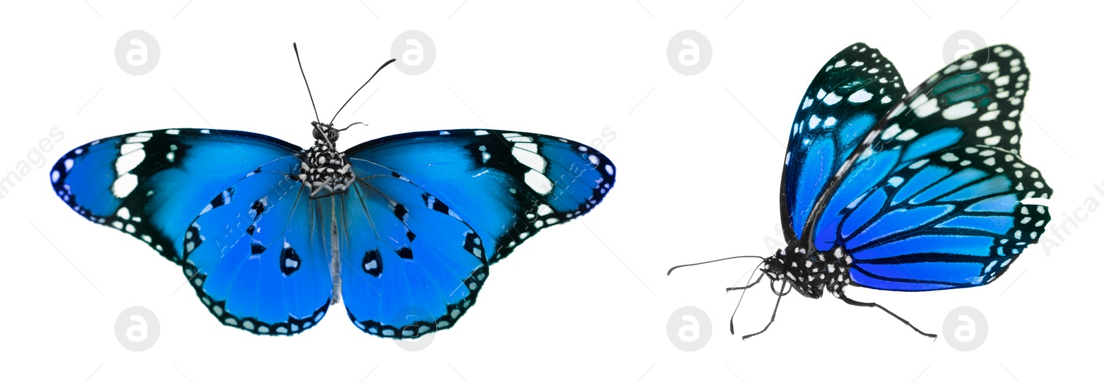 Image of Blue butterflies on white background. Beautiful insect