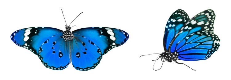 Blue butterflies on white background. Beautiful insect