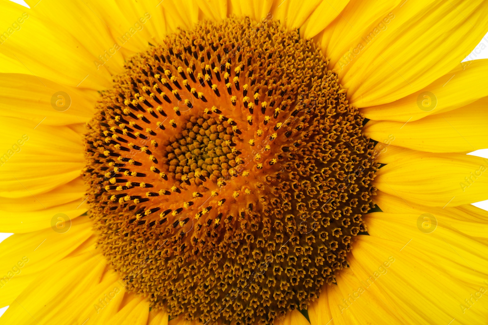 Photo of Beautiful bright yellow sunflower as background, closeup