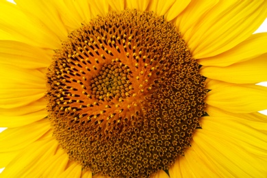 Beautiful bright yellow sunflower as background, closeup