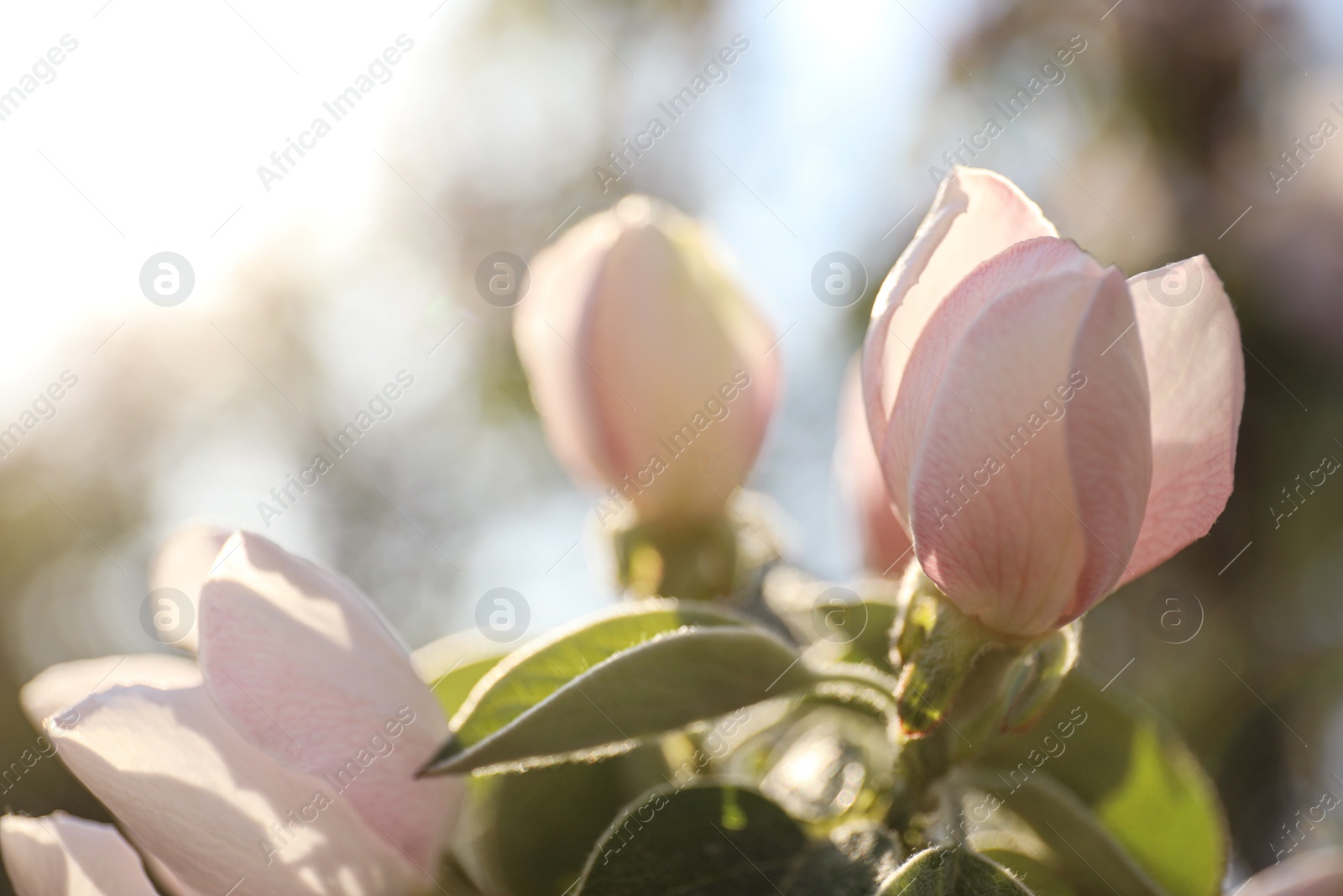 Photo of Closeup view of beautiful blossoming quince tree outdoors on spring day