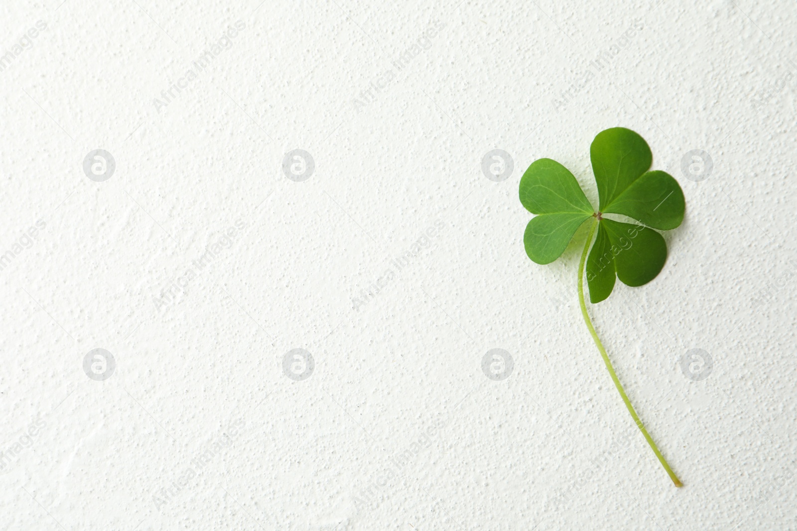 Photo of Clover leaf on white table, top view with space for text. St. Patrick's Day symbol