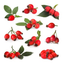 Image of Set with ripe rose hip berries on white background