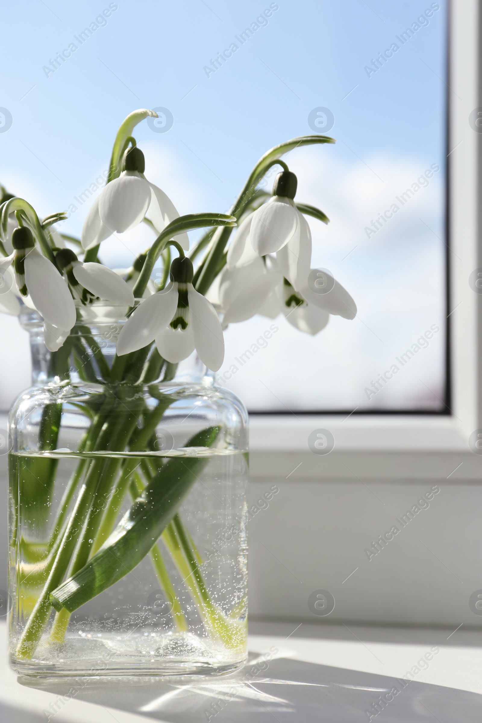 Photo of Beautiful snowdrop flowers in glass jar on windowsill, space for text