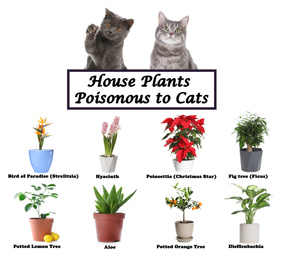 Image of Set of house plants poisonous to cats and kittens on white background