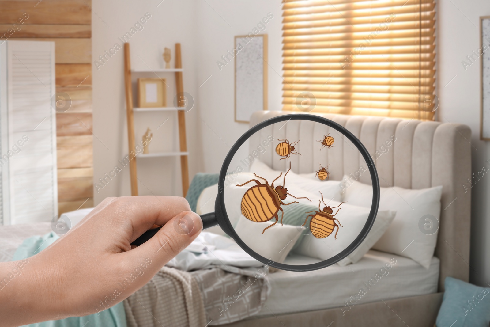 Image of Woman with magnifying glass detecting bed bugs in bedroom, closeup