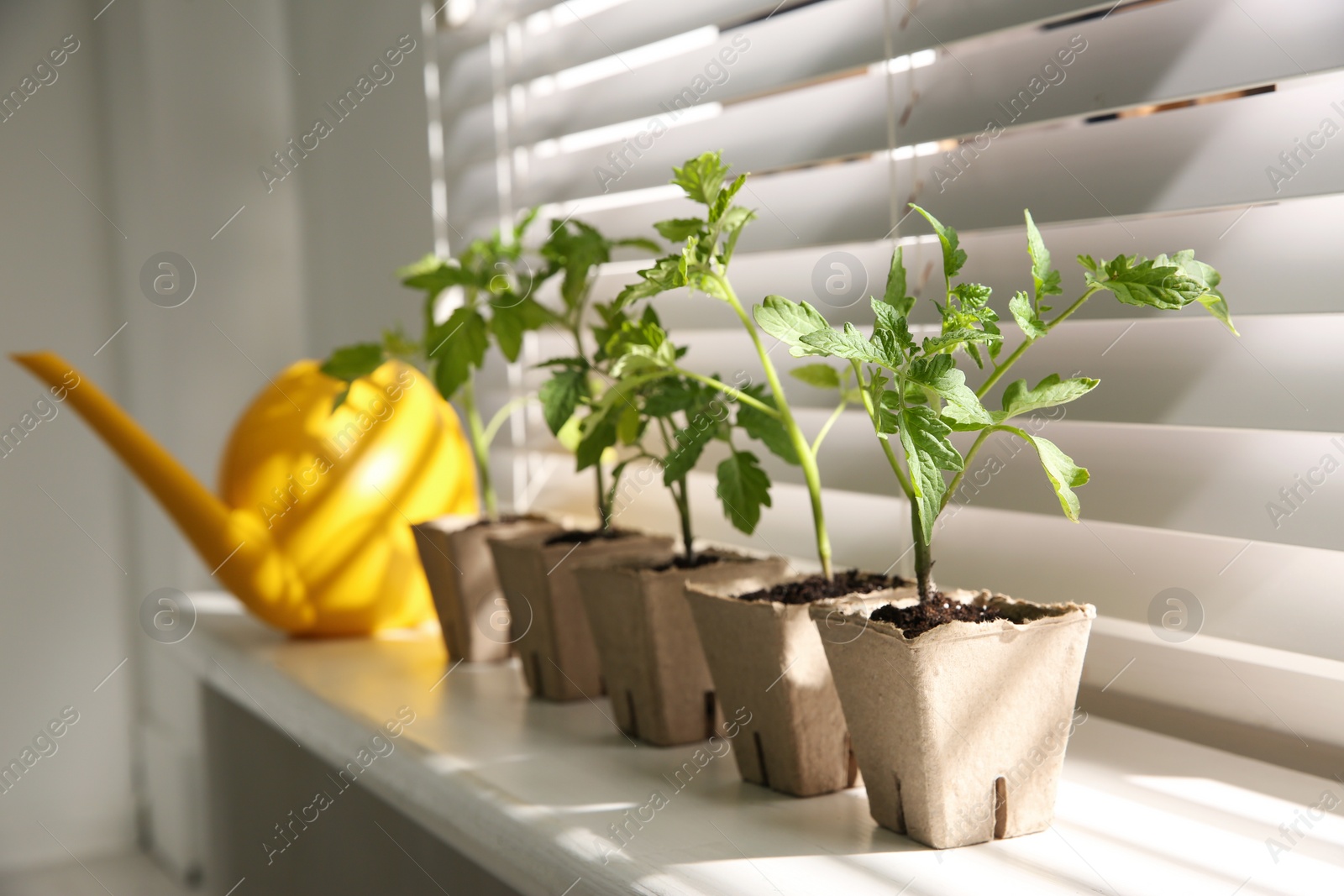 Photo of Green tomato seedlings in peat pots on white windowsill indoors