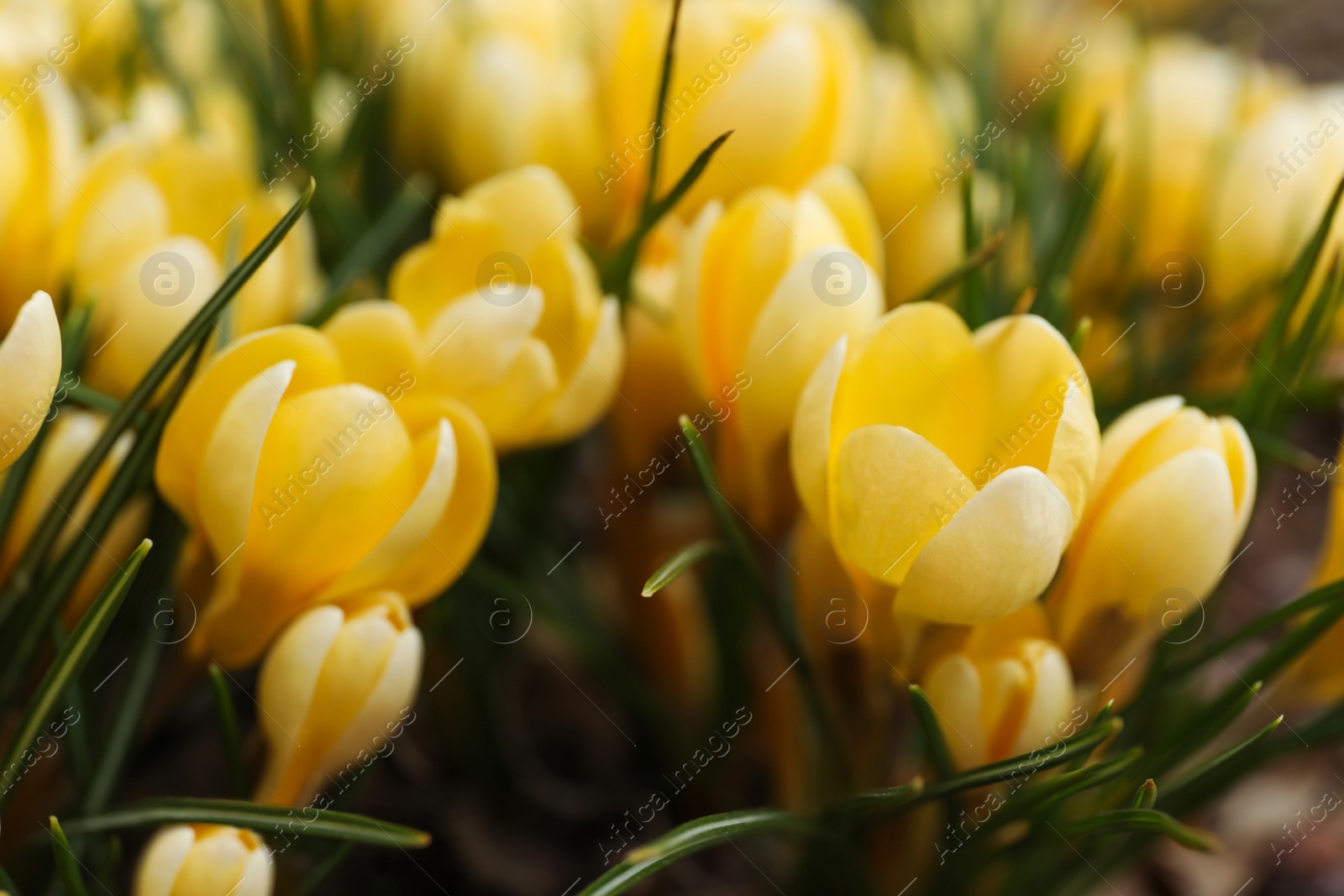 Photo of Beautiful yellow crocus flowers growing in garden, closeup