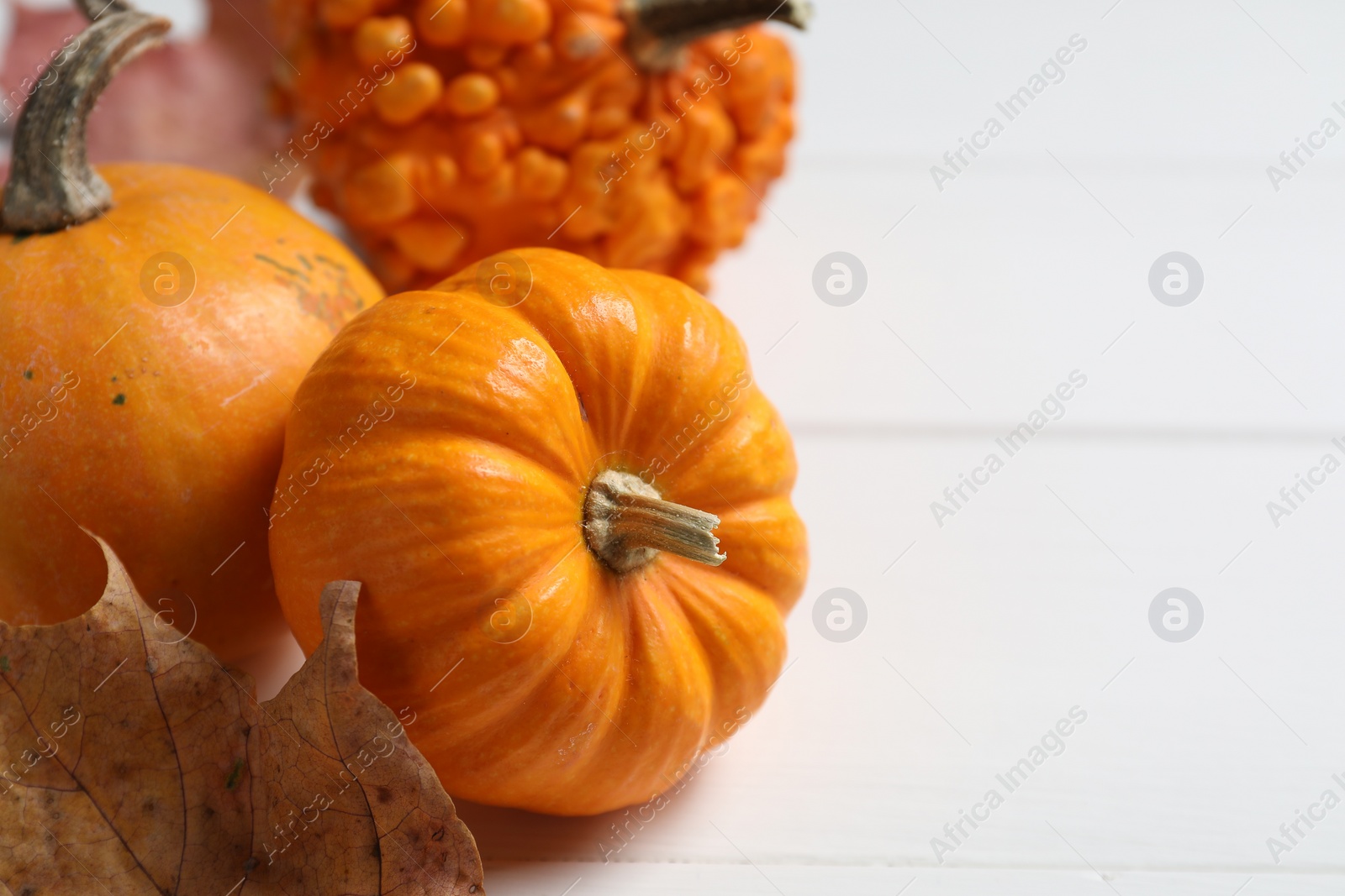 Photo of Thanksgiving day. Different pumpkins and dry leaf on white wooden table, closeup. Space for text