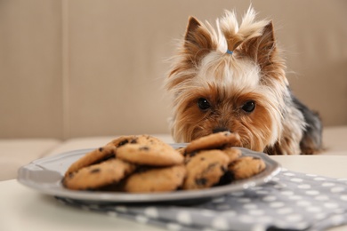 Photo of Yorkshire terrier on sofa near plate with cookies indoors, space for text. Happy dog