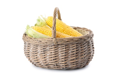 Photo of Ripe raw corn cobs in wicker basket on white background