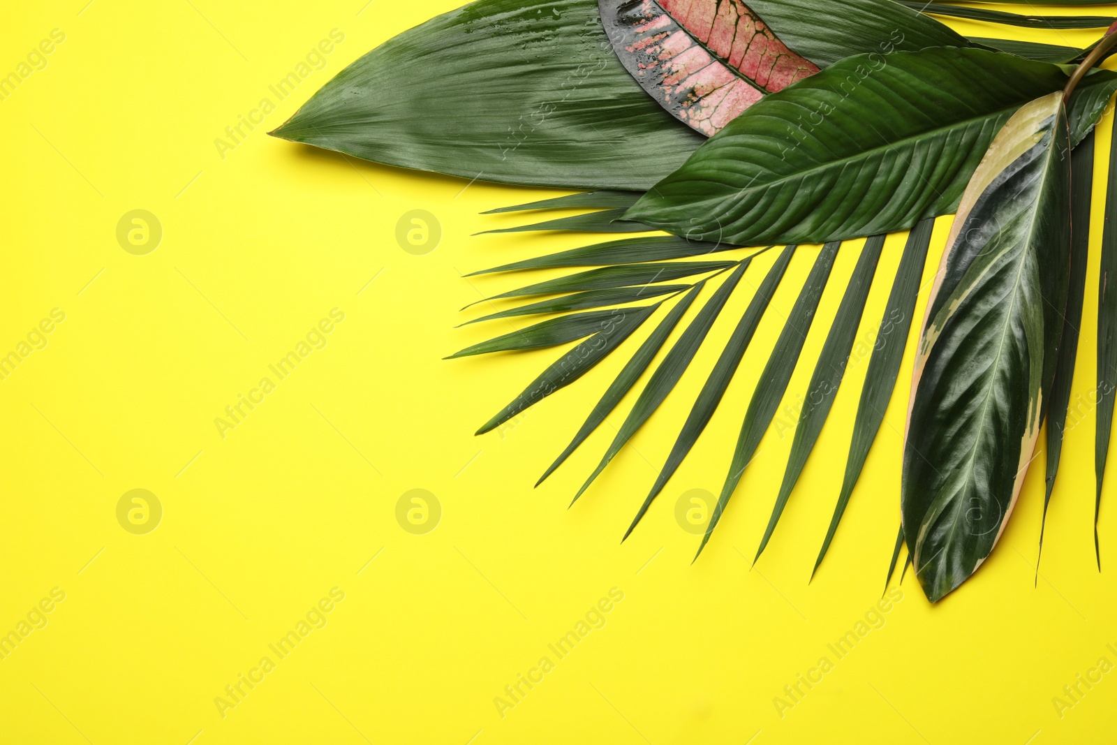 Photo of Flat lay composition with tropical leaves and space for text on color background