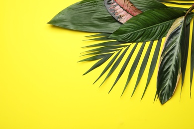 Flat lay composition with tropical leaves and space for text on color background