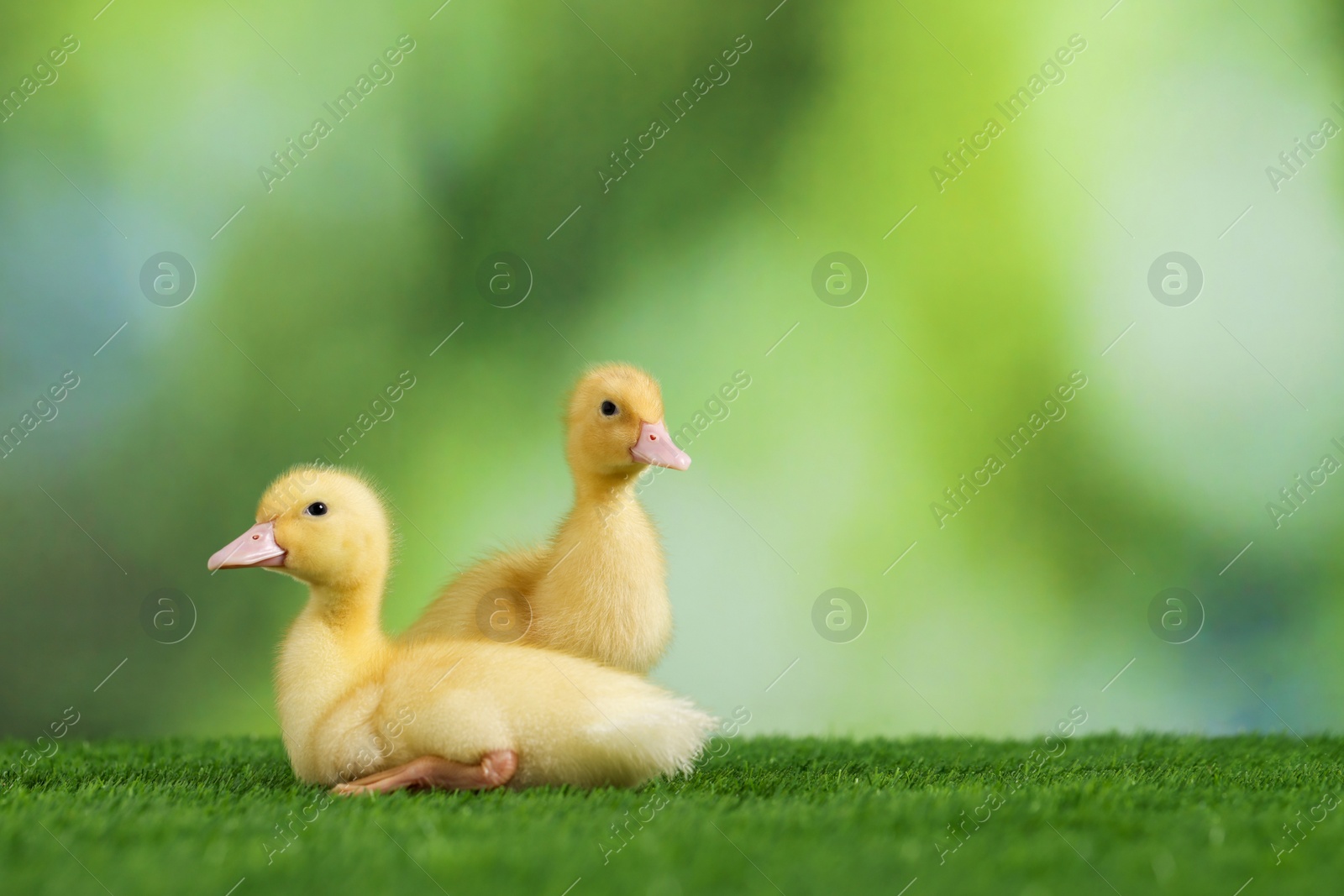 Photo of Cute fluffy ducklings on artificial grass against blurred background, space for text. Baby animals