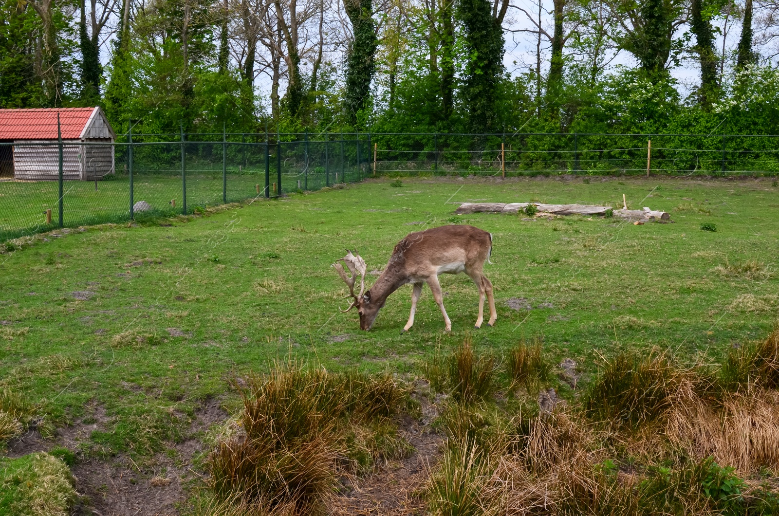 Photo of Cute fallow deer grazing on green lawn at farm