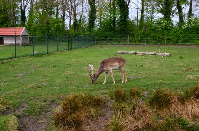 Photo of Cute fallow deer grazing on green lawn at farm