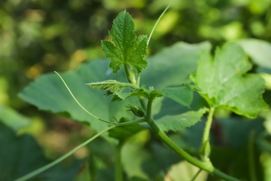 Photo of Green pumpkin vine with leaves in garden, closeup view