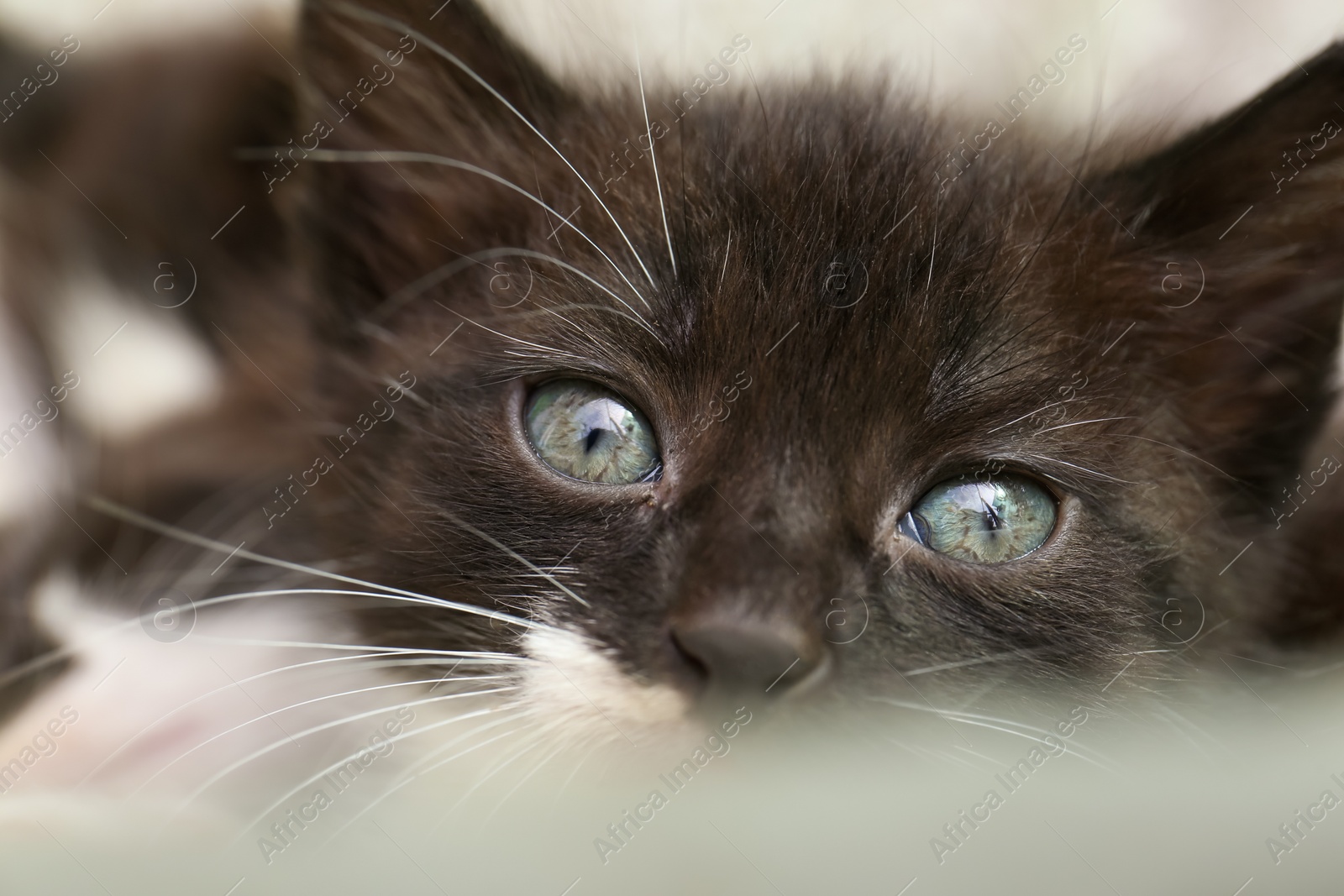 Photo of Cute fluffy baby kitten on blurred background, closeup