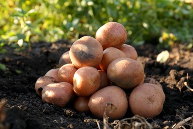 Pile of fresh ripe potatoes on ground outdoors