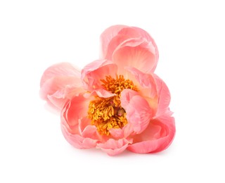 Beautiful blooming pink peony isolated on white