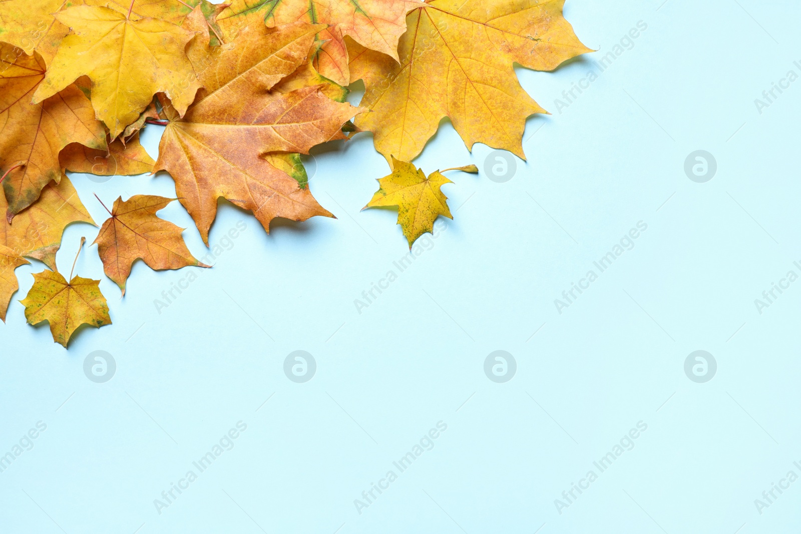 Photo of Pile of autumn leaves on blue background, top view. Space for text