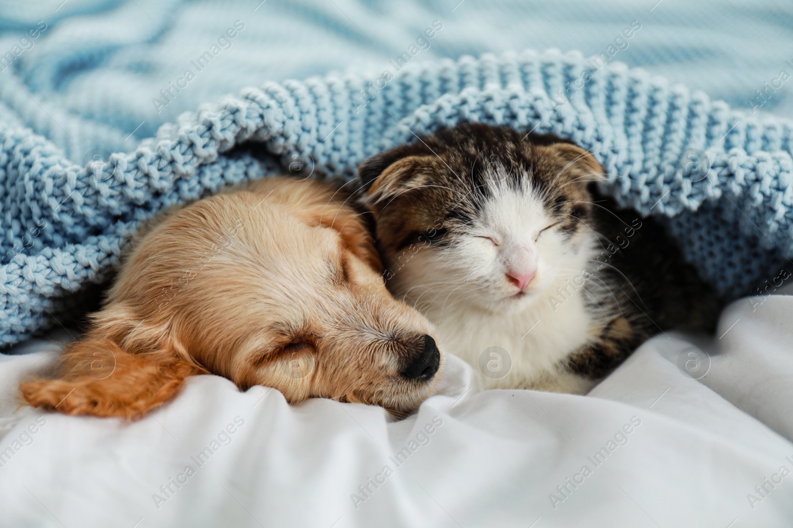 Photo of Adorable little kitten and puppy sleeping on bed
