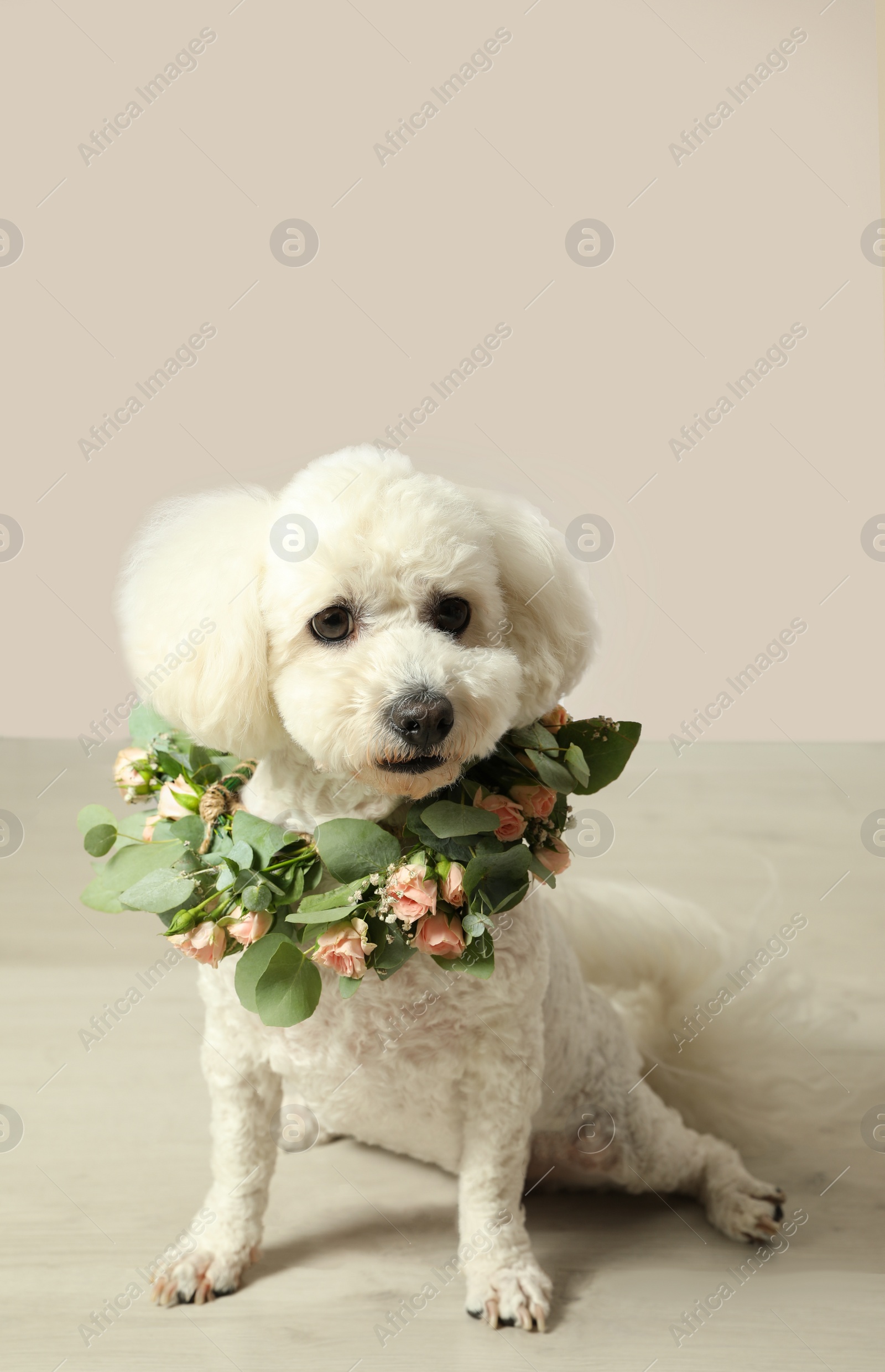 Photo of Adorable Bichon wearing wreath made of beautiful flowers indoors