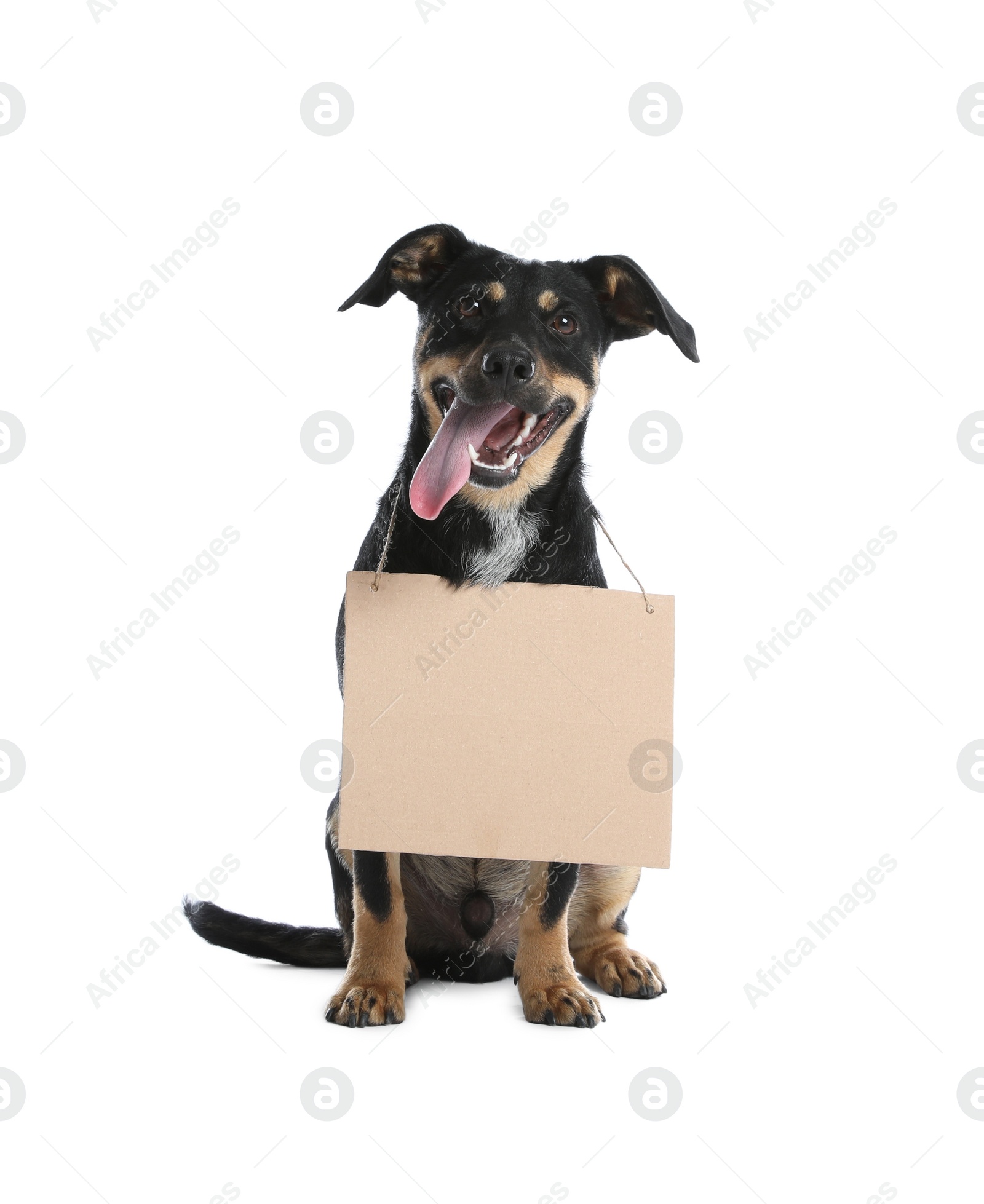 Photo of Lost dog with blank cardboard sign on white background. Homeless pet