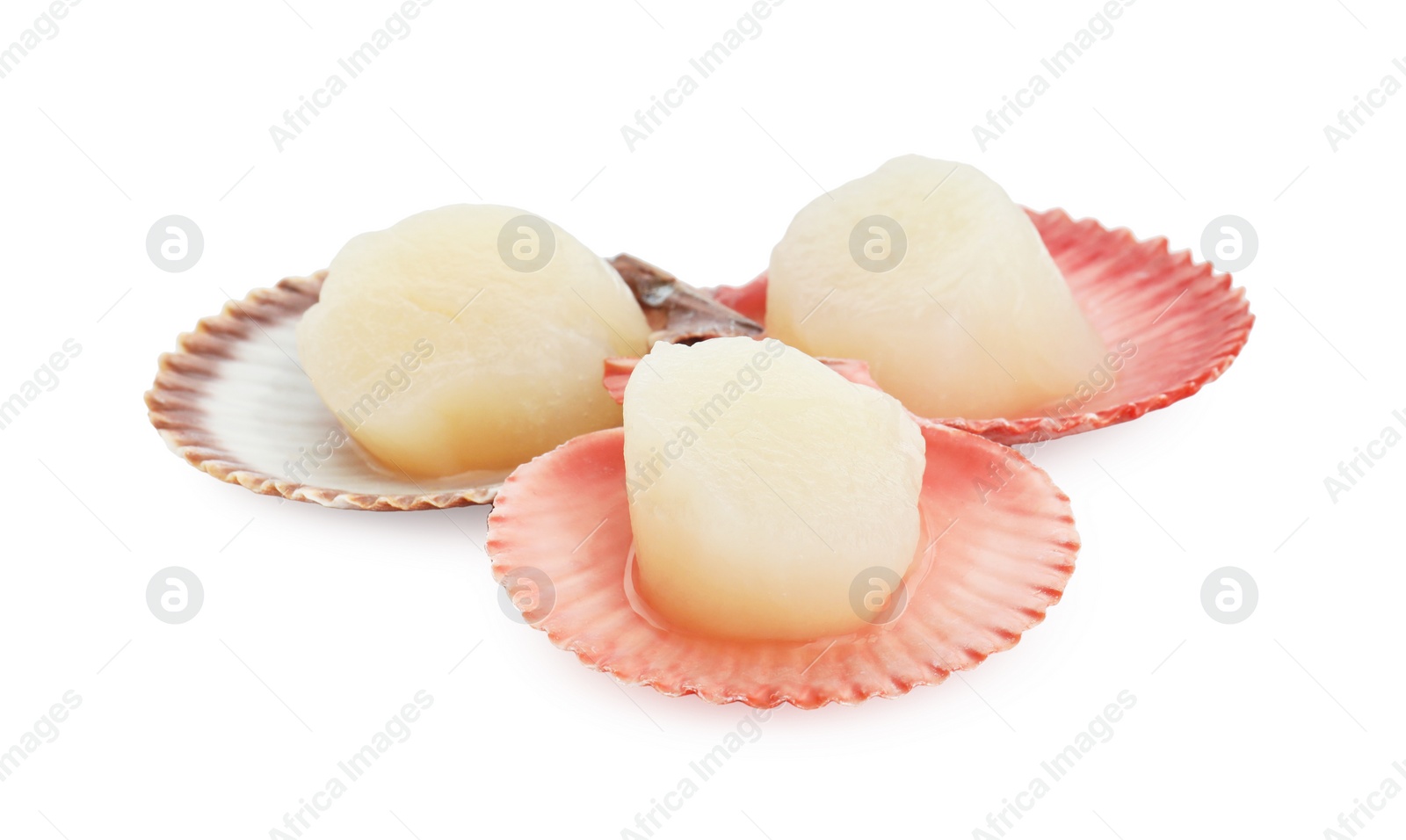 Photo of Fresh raw scallops in shells isolated on white