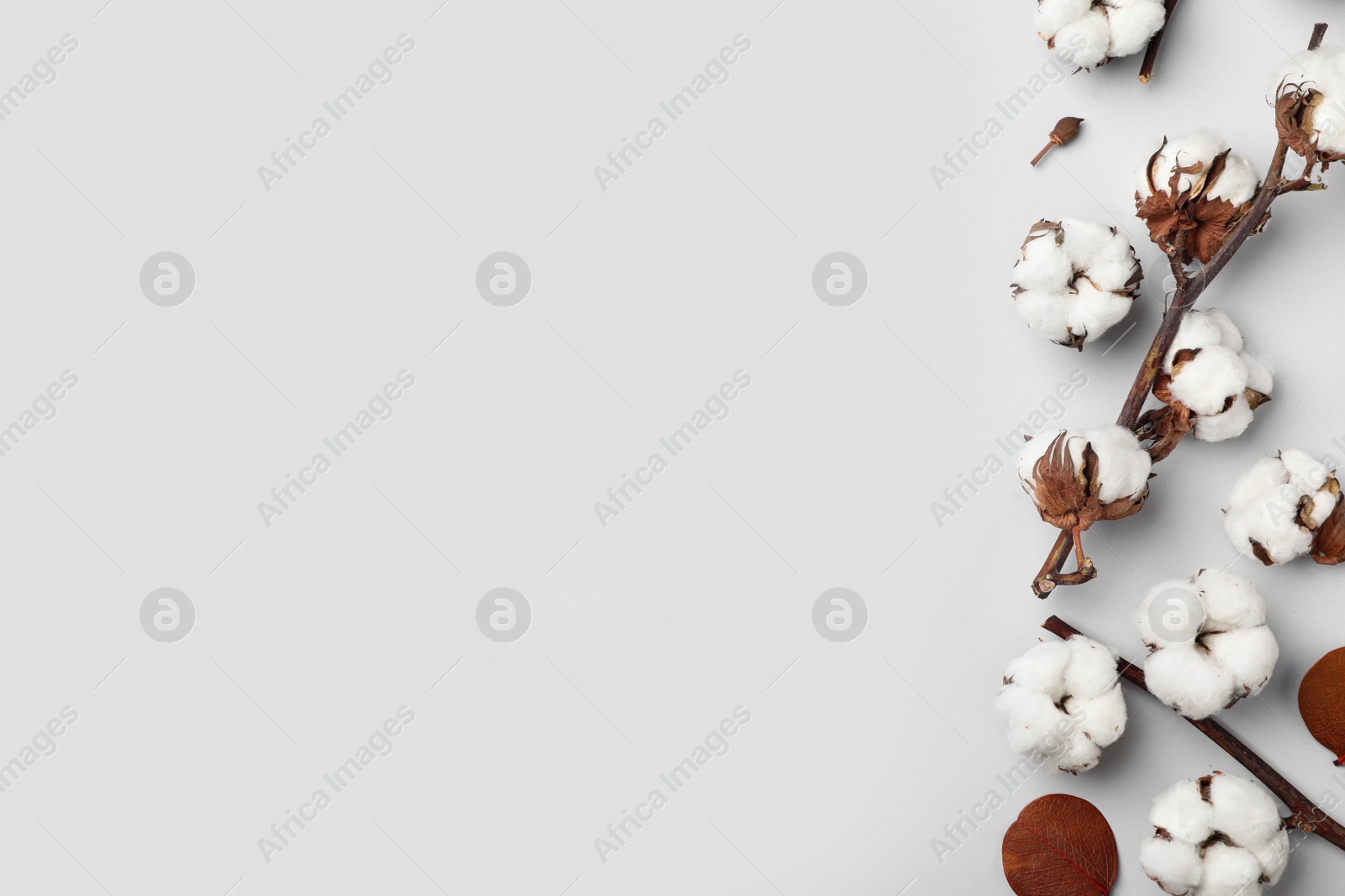 Photo of Flat lay composition with cotton flowers on light grey background. Space for text