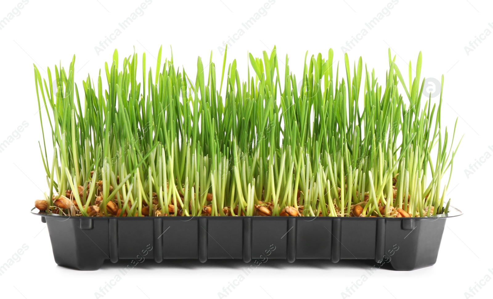 Photo of Container with sprouted wheat grass seeds on white background