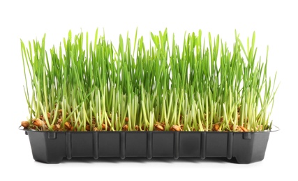 Container with sprouted wheat grass seeds on white background