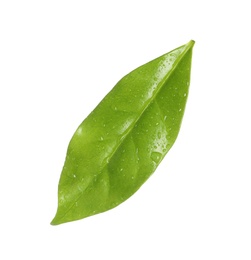 Photo of Fresh green coffee leaf with water drops isolated on white