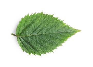 Photo of One fresh blackberry leaf isolated on white, top view