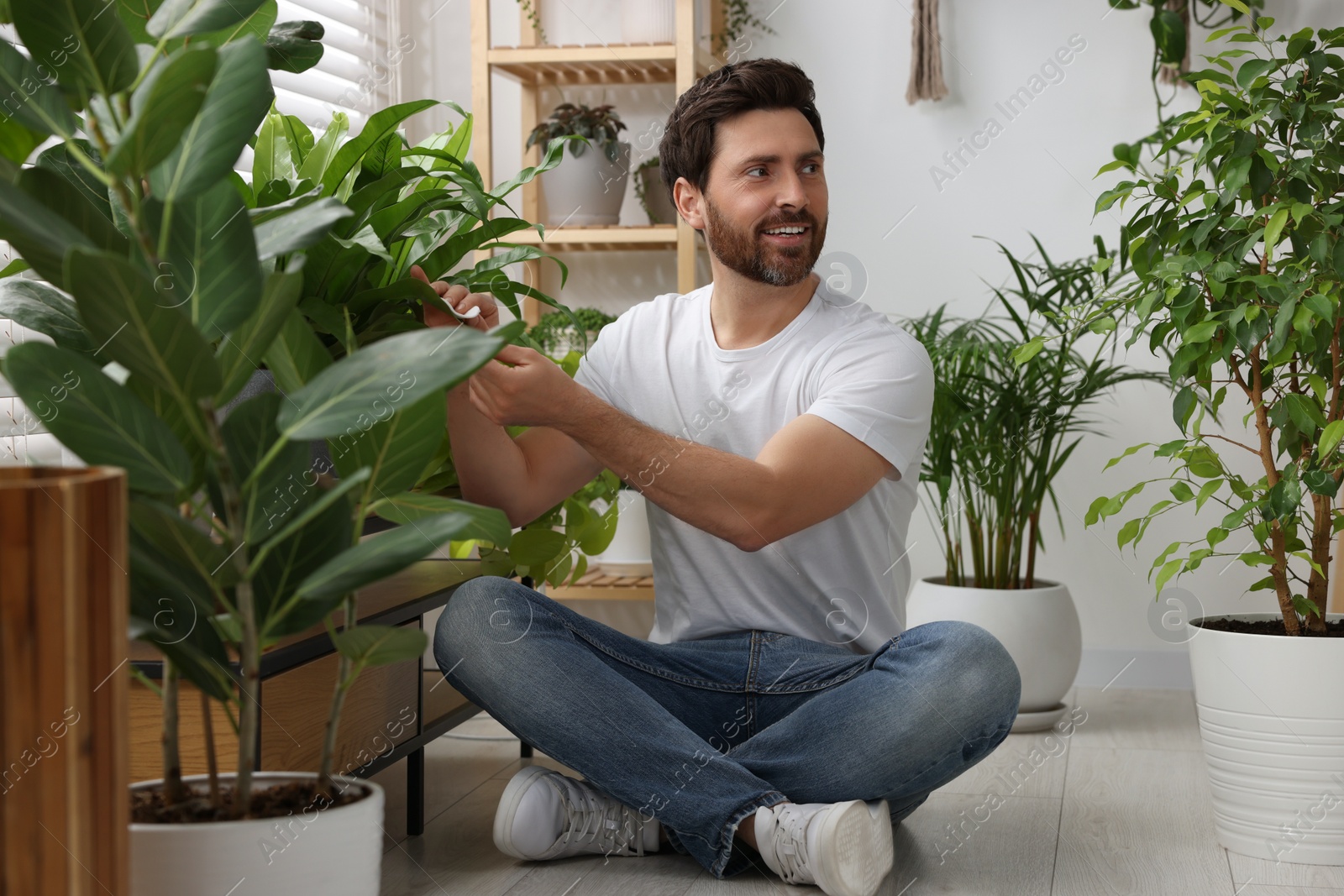 Photo of Man wiping leaves of beautiful potted houseplants indoors