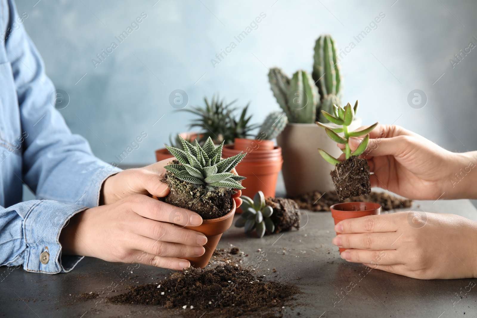 Photo of Women transplanting home plants into new pots at table, closeup