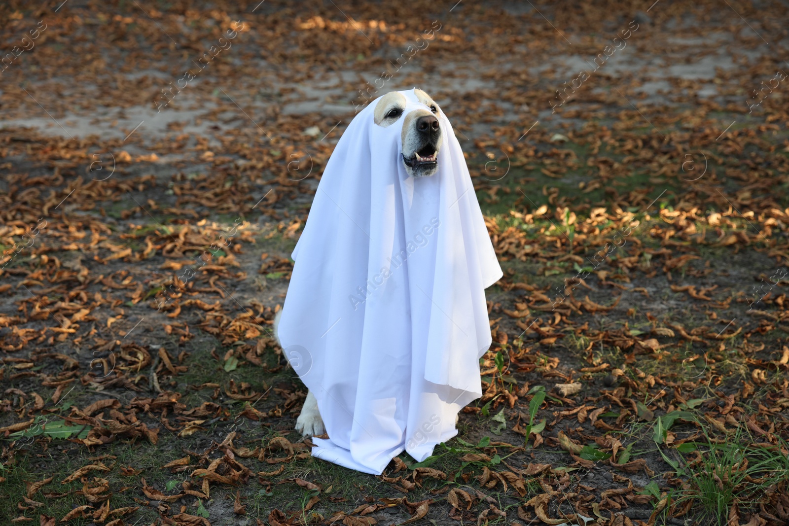 Photo of Cute Labrador Retriever dog wearing ghost costume in autumn park on Halloween