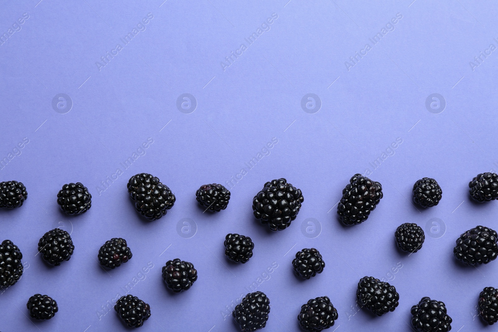 Photo of Fresh ripe blackberries on lilac background, flat lay. Space for text