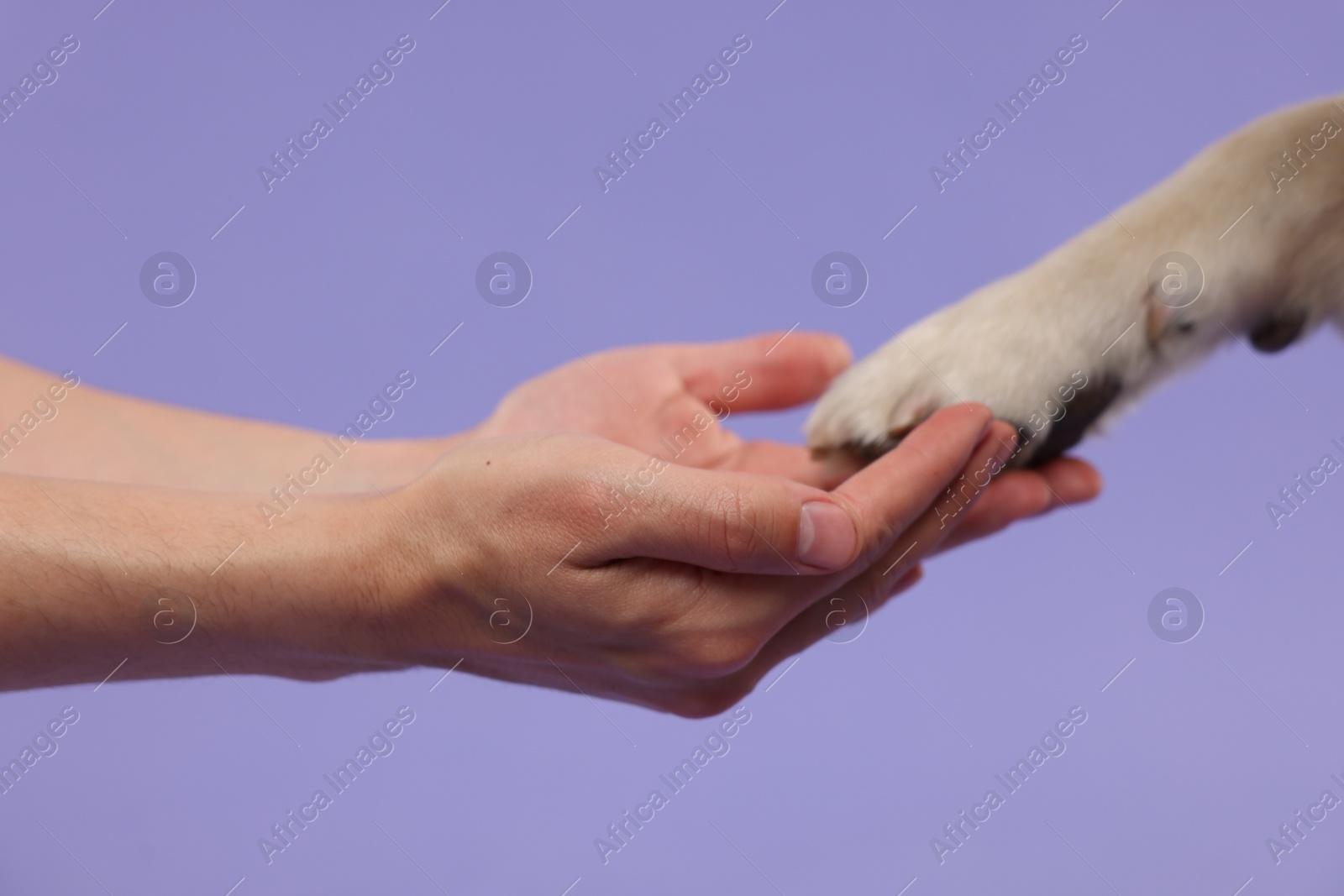 Photo of Dog giving paw to man on purple background, closeup