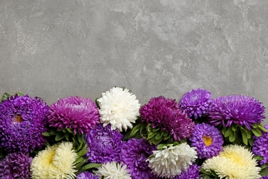 Beautiful asters and space for text on grey background, flat lay. Autumn flowers