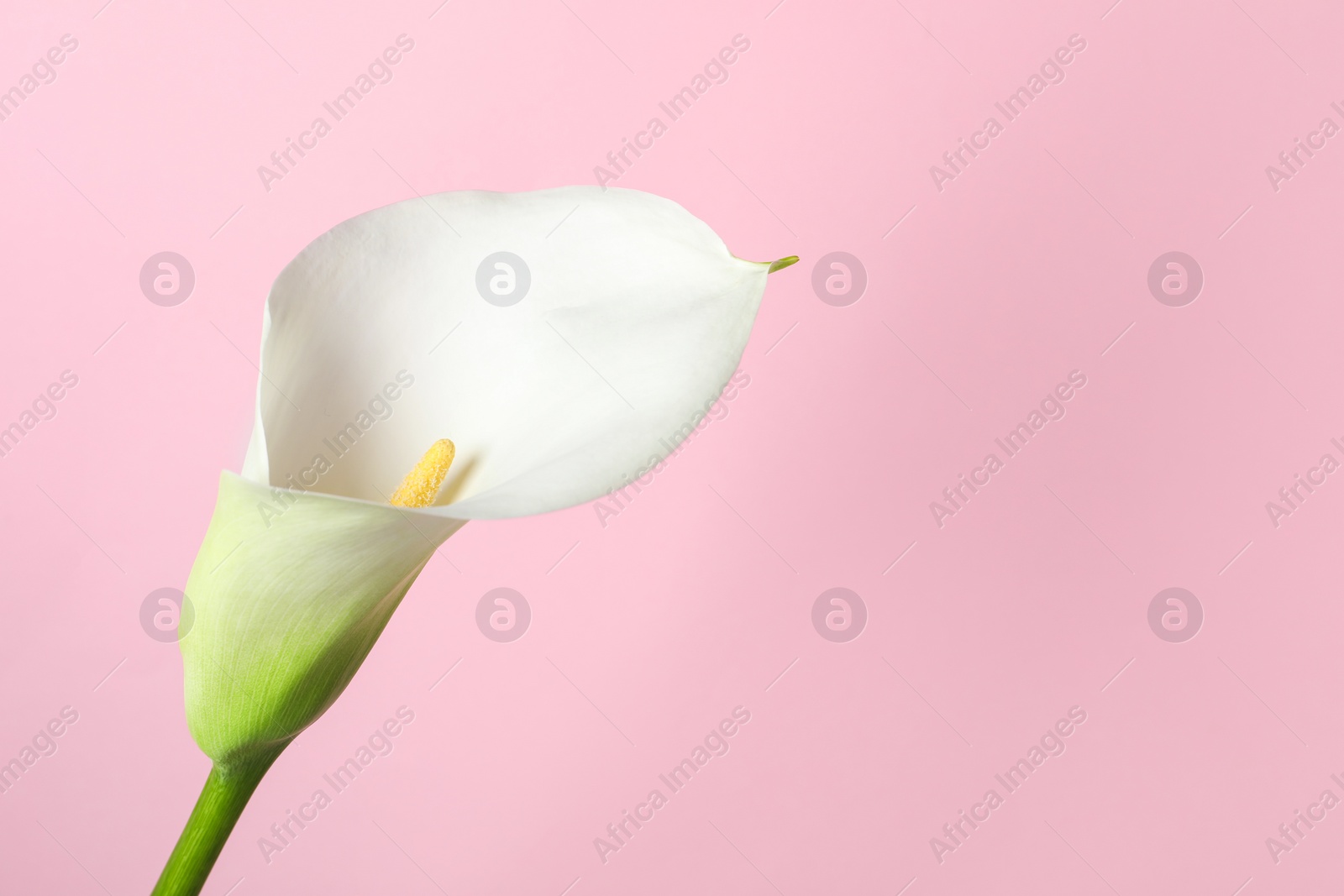 Photo of Beautiful calla lily flower on pink background, closeup. Space for text