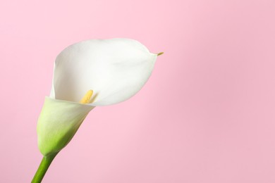 Photo of Beautiful calla lily flower on pink background, closeup. Space for text