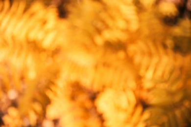 Blurred view of beautiful tree with autumn leaves in park