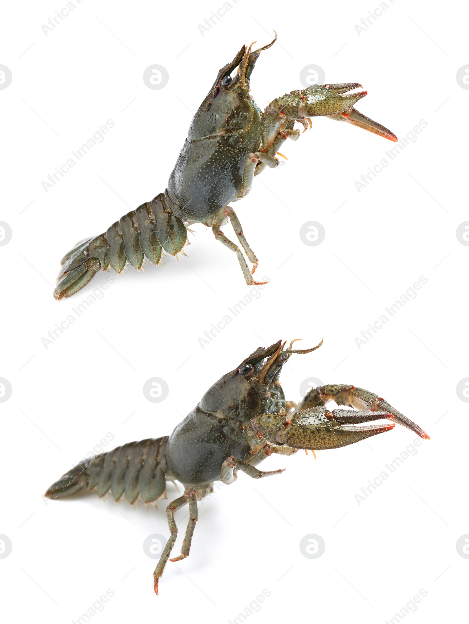 Image of Collage with two fresh crayfishes on white background